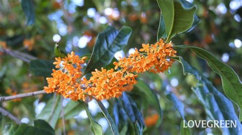 植栽 種類|「庭木・花木」植物一覧（条件から探す）｜図鑑検索｜みんなの 